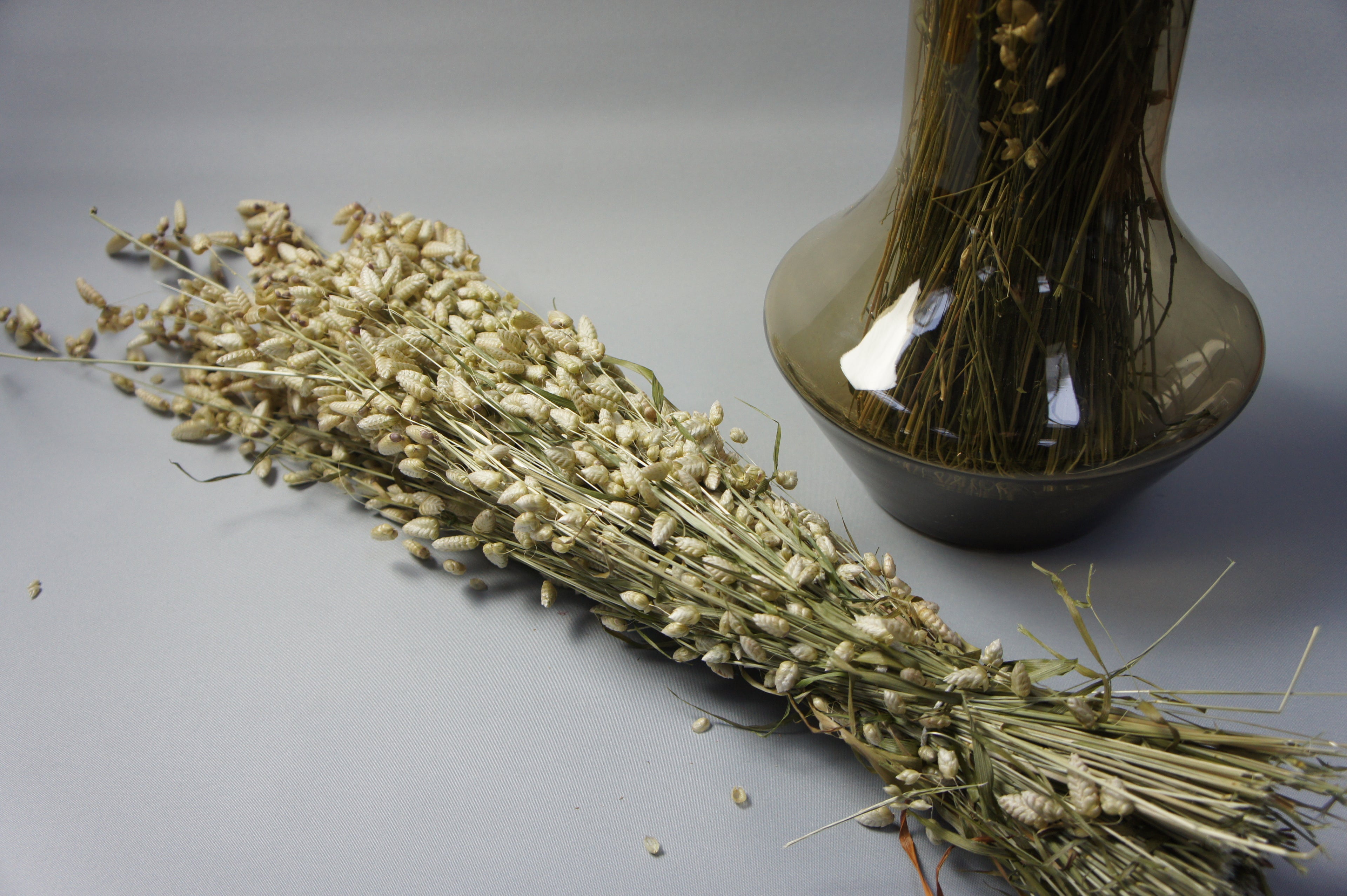 Briza Maxima, dekoratives Trockengras als Bundware