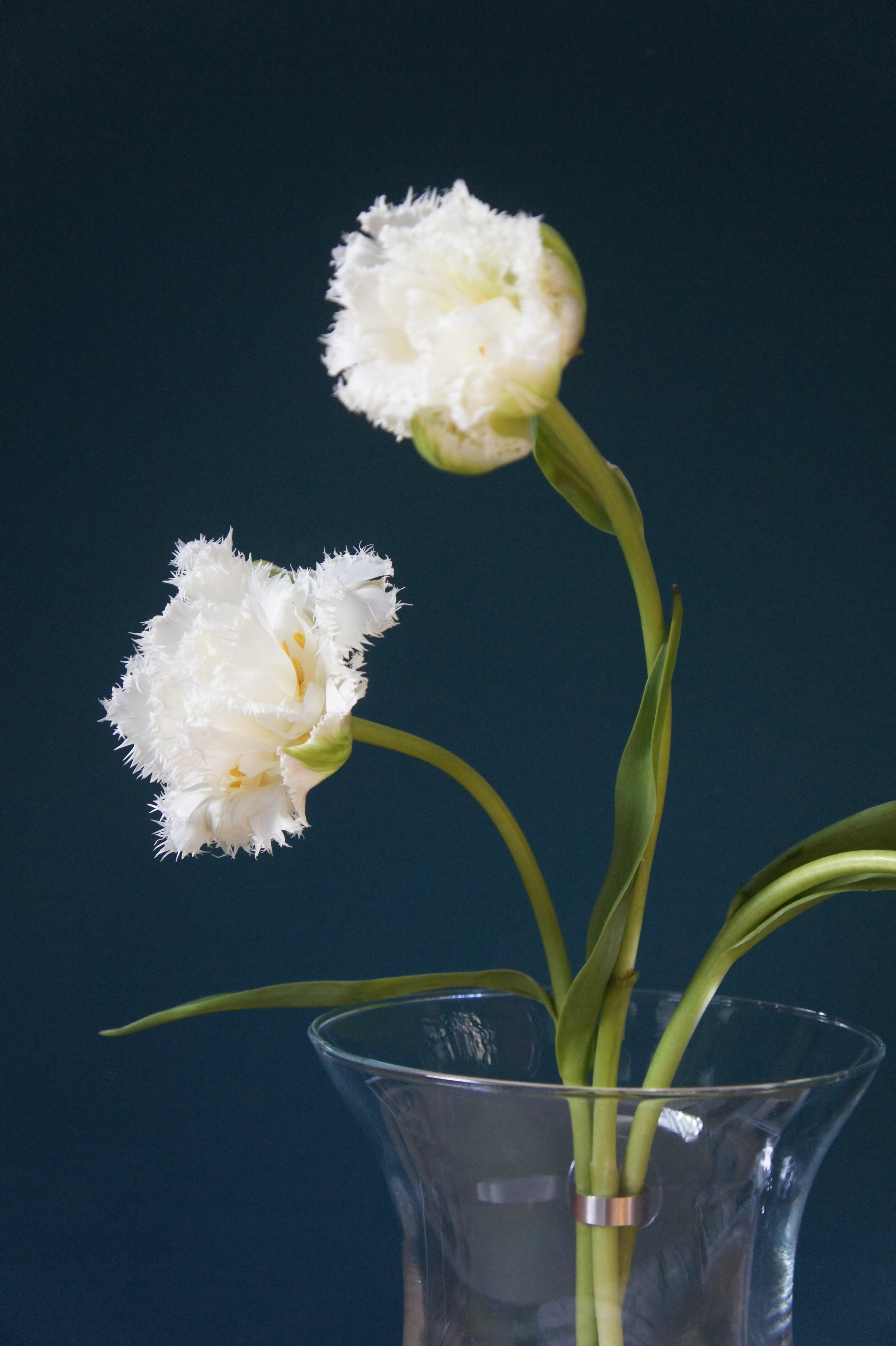 FLOWER RING, Blumenringhalter für Einzelstiele