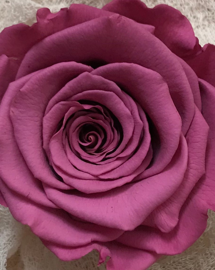 Stabilisierte Rosen, haltbare Rose, Infinity Rose, Preserving Rose