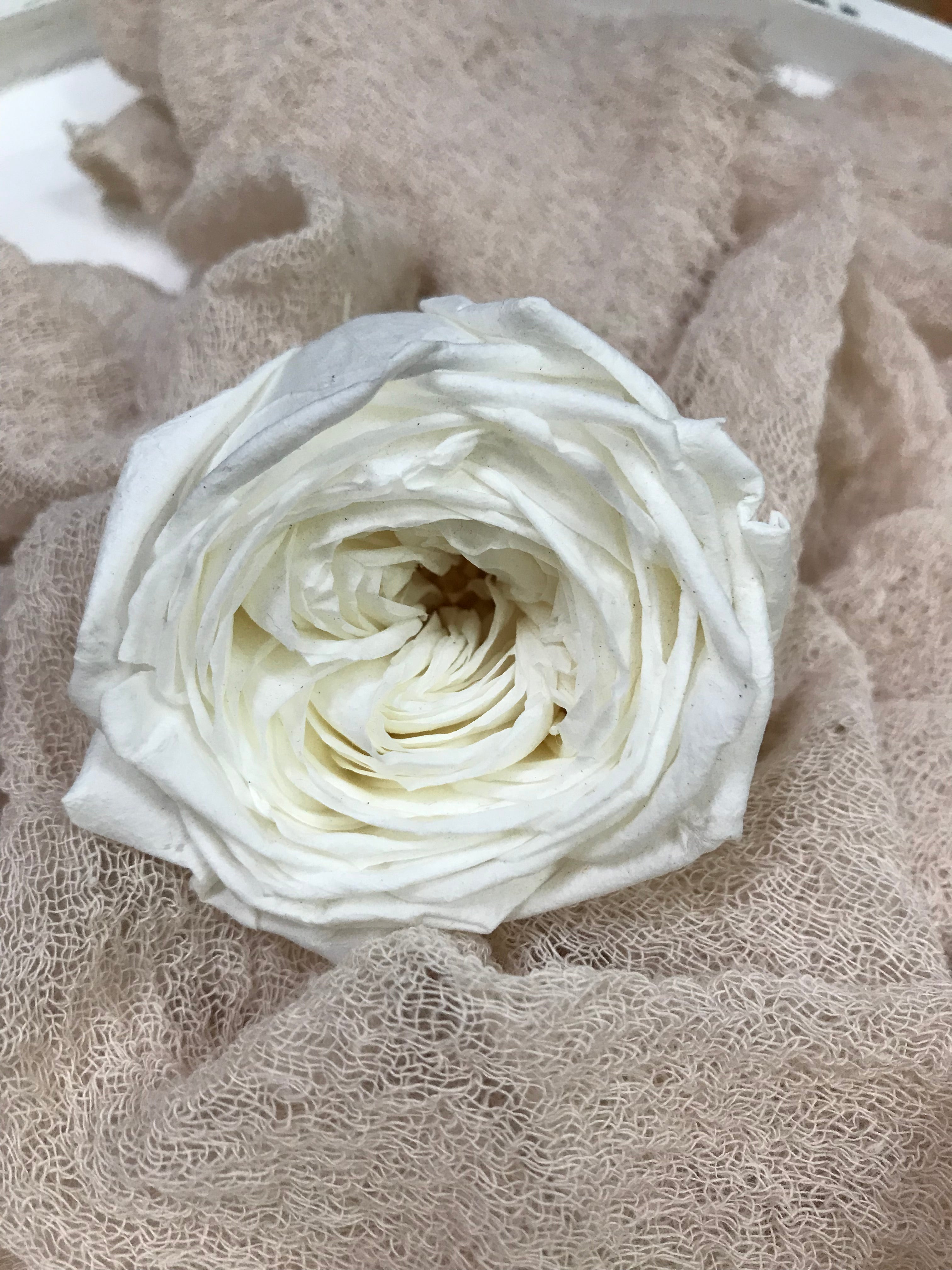 Stabilisierte englische Rosen in 4 Farbgebungen, Infinity english roses