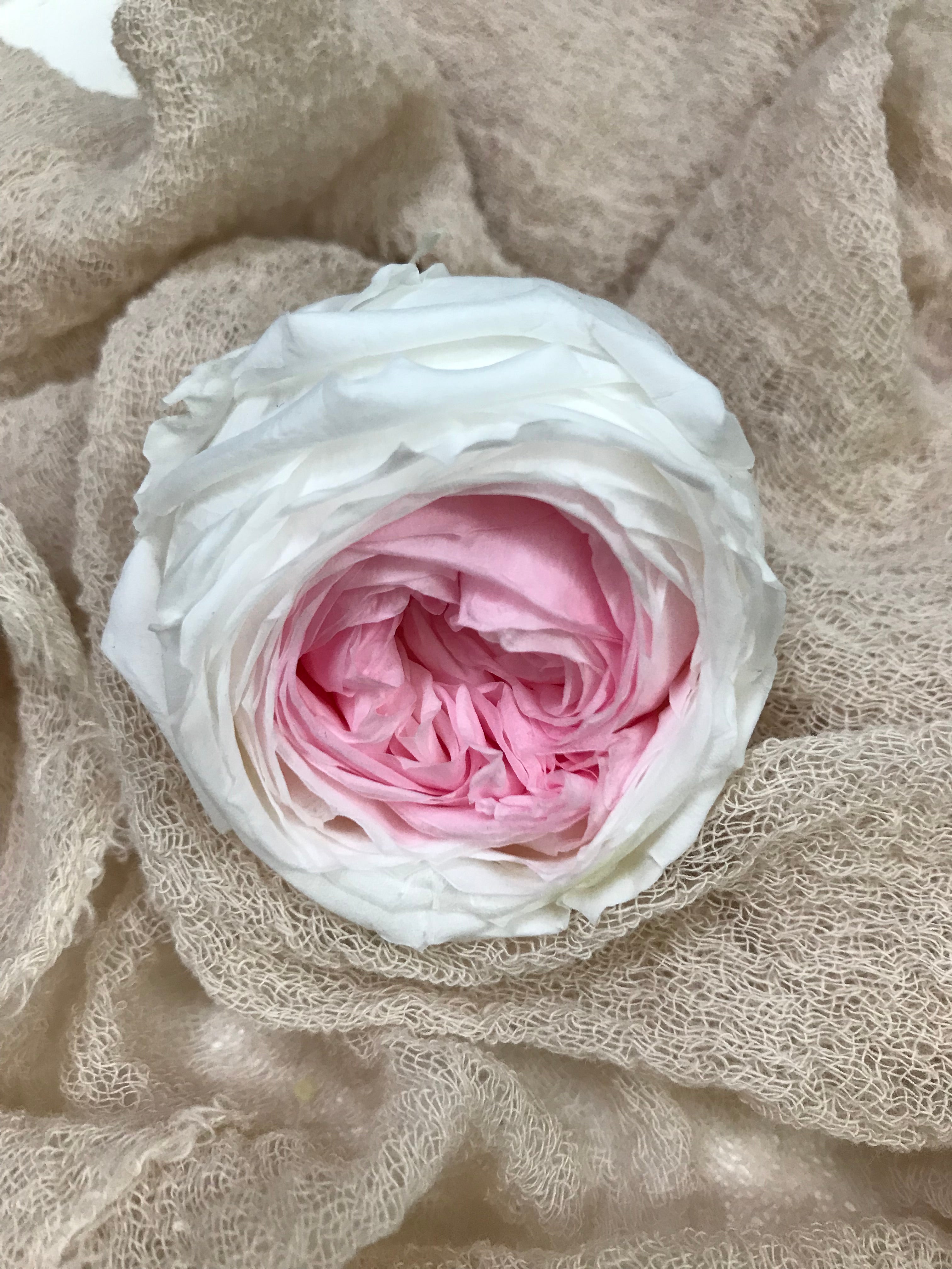 Stabilisierte englische Rosen in 4 Farbgebungen, Infinity english roses