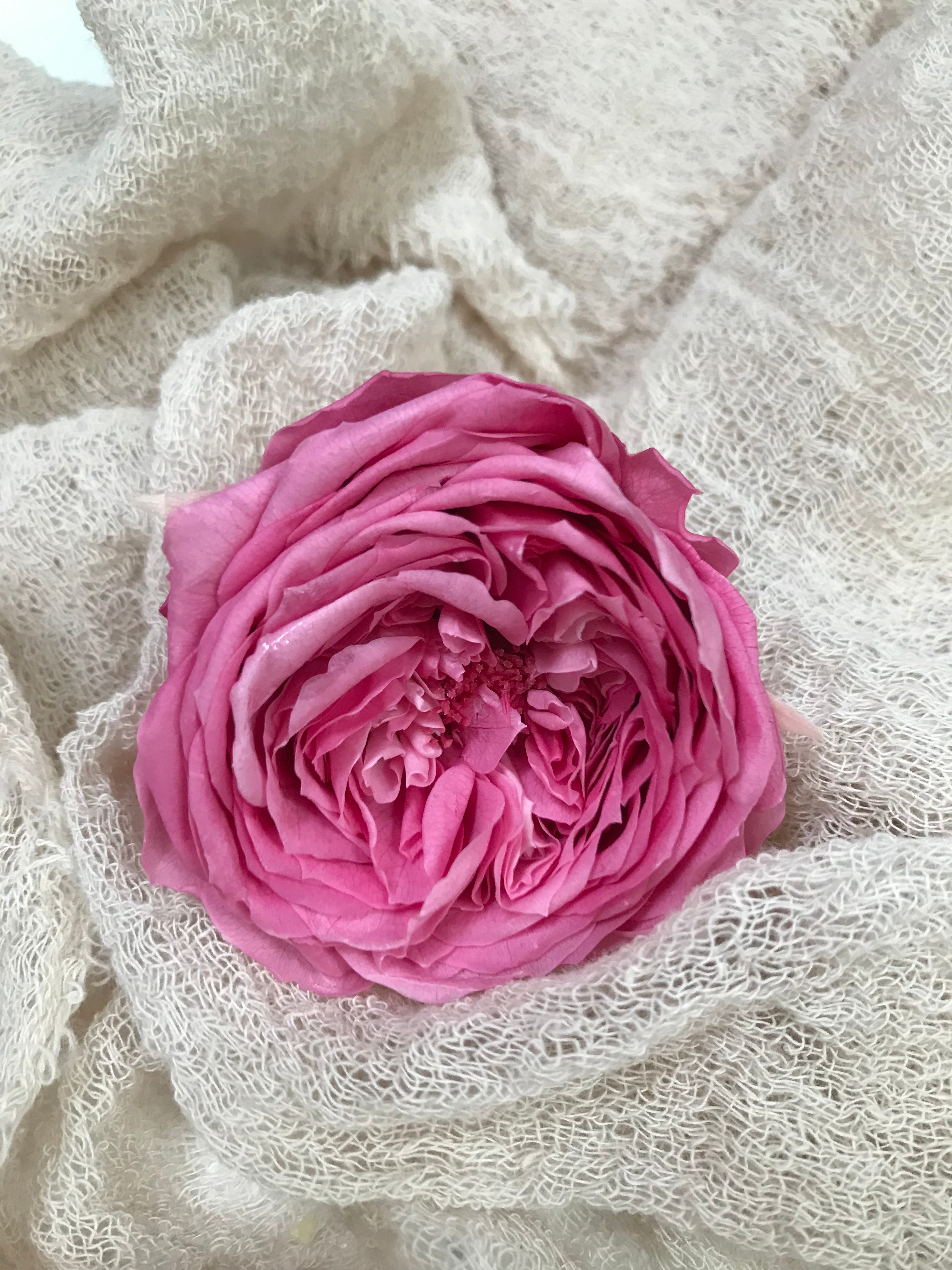 Stabilisierte englische Rosen in 4 Farbgebungen, Infinity english roses