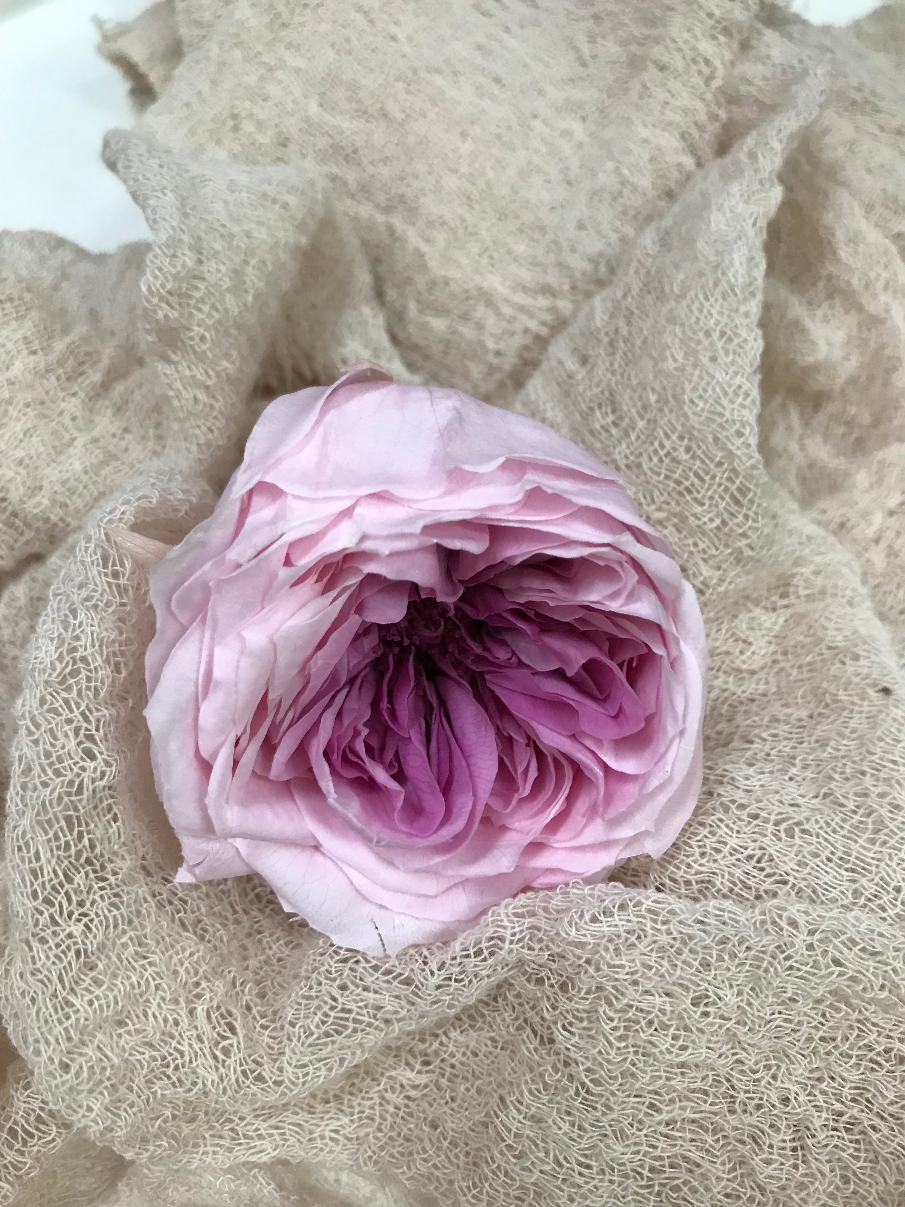 Stabilisierte englische Rosen in 4 Farbgebungen, Infinity english roses