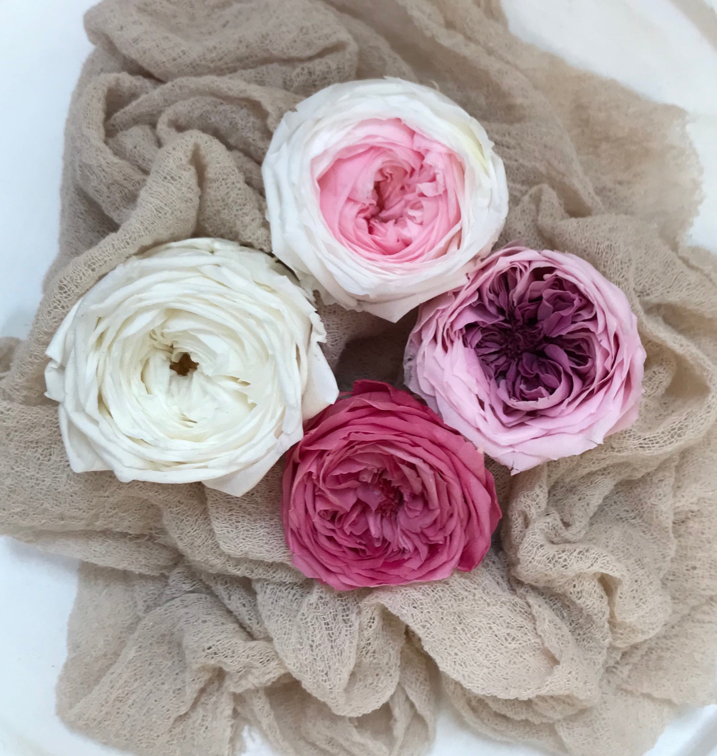 Stabilisierte englische Rosen in 4 Farbgebungen, Infinity english roses