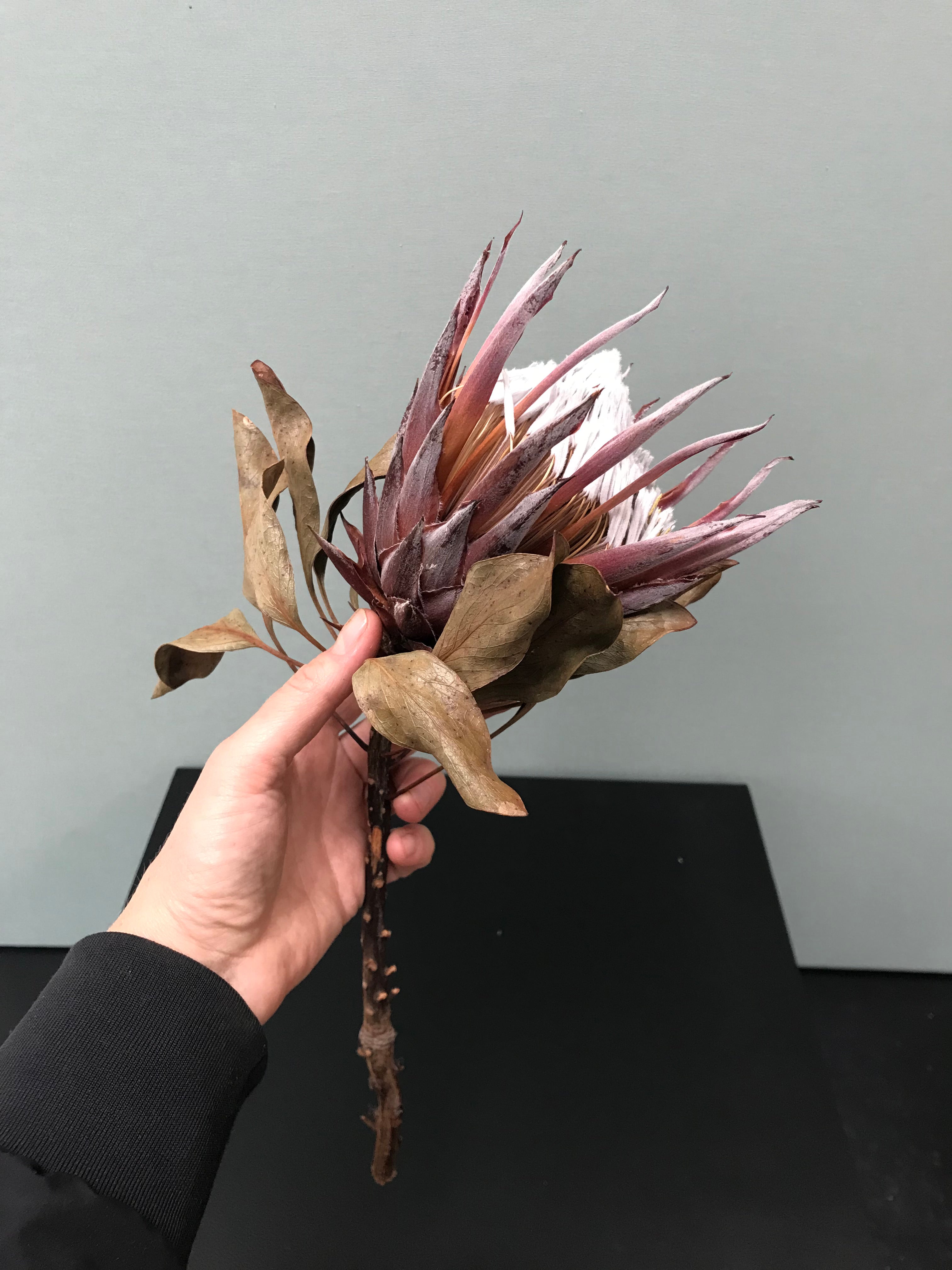Vase/Windlicht aus getöntem Glas auf Dreifuß, mit oder ohne Protea erhältlich