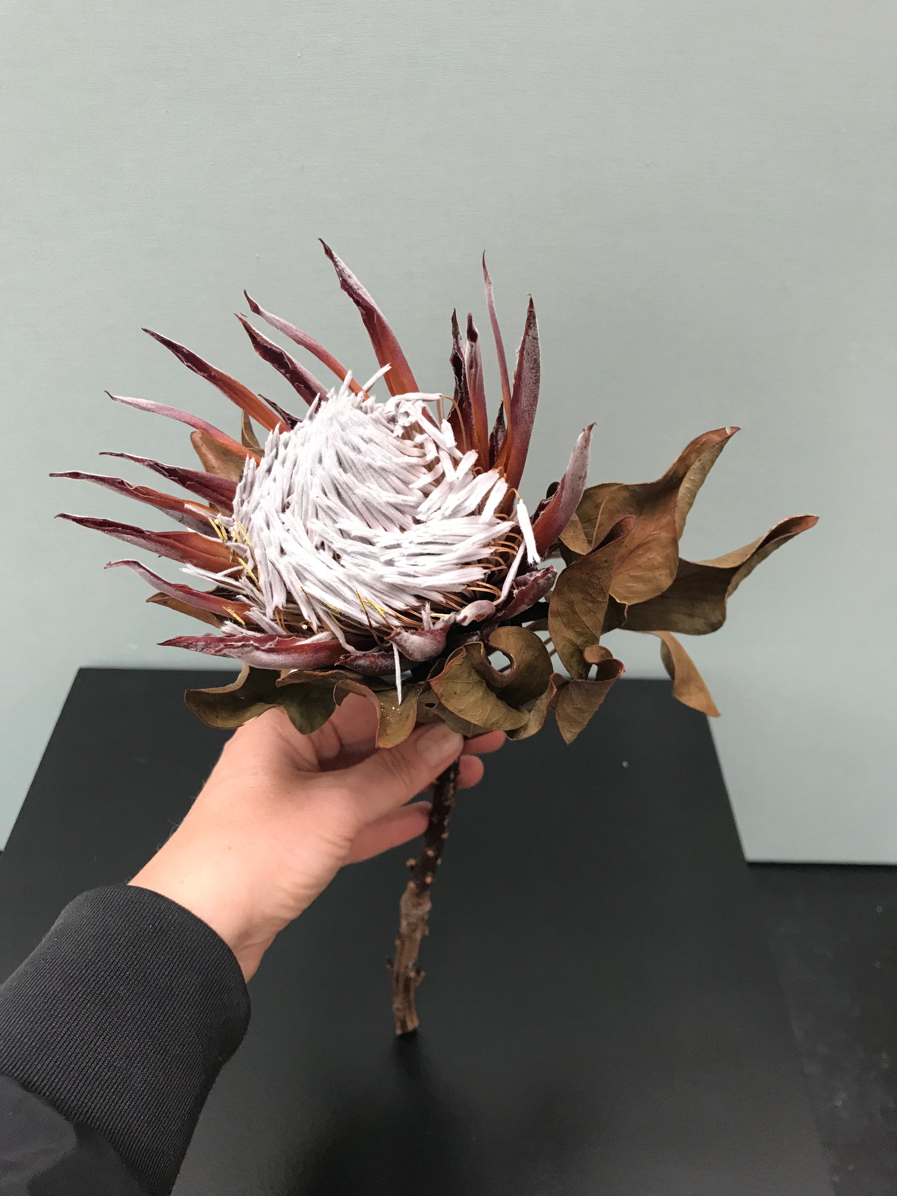 Vase/Windlicht aus getöntem Glas auf Dreifuß, mit oder ohne Protea erhältlich