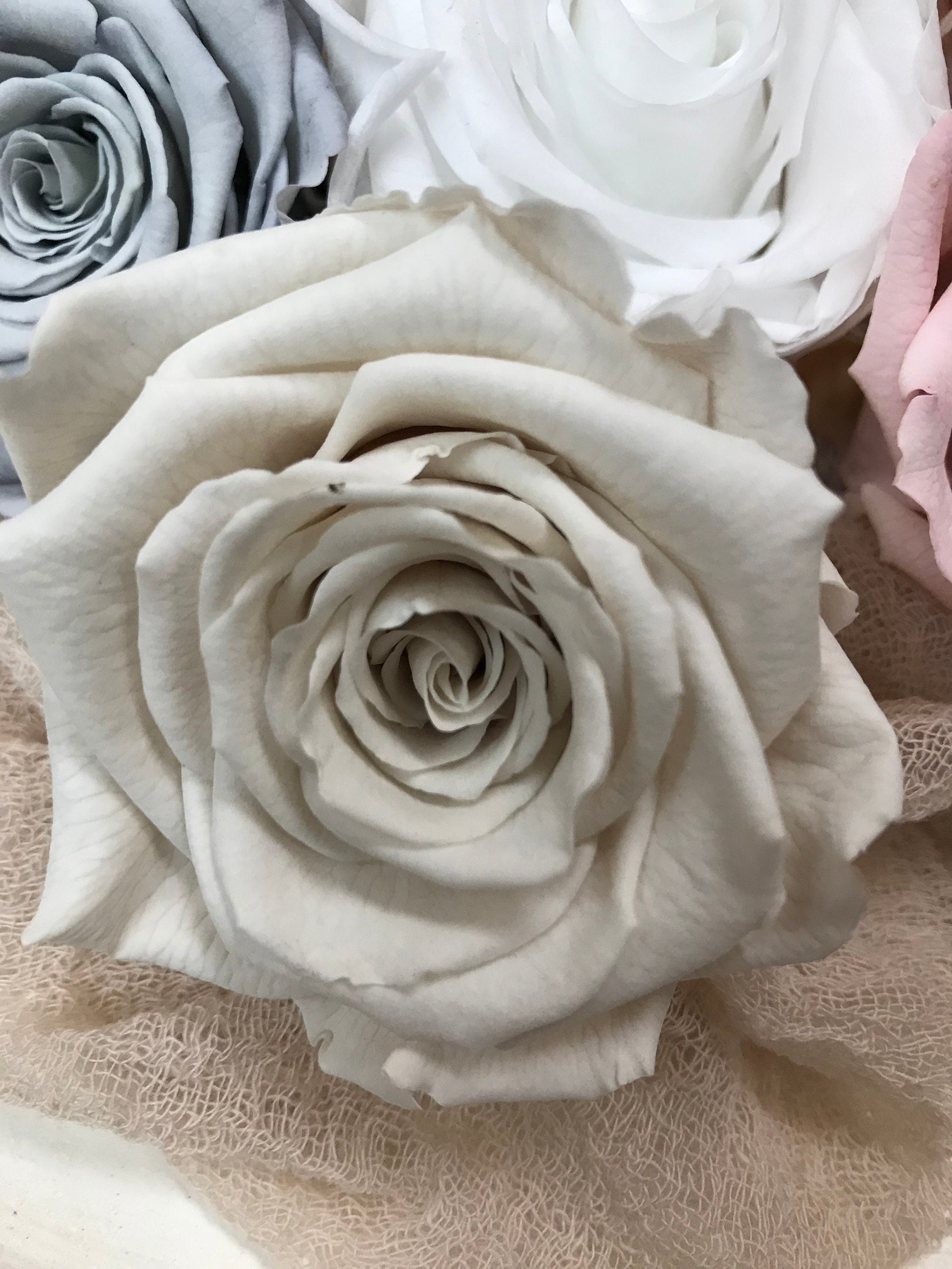 Stabilisierte Rosen I Haltbare Blumen I Preserving Roses I Infinity Roses - in 7 Farben, in 7 colours, Trockenblumen I Dried flowers