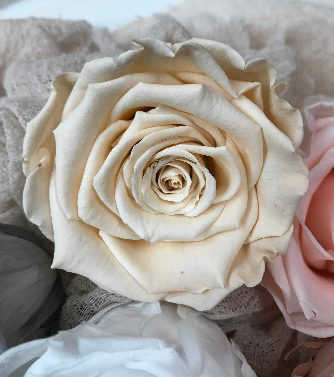 Stabilisierte Rosen I Haltbare Blumen I Preserving Roses I Infinity Roses - in 7 Farben, in 7 colours, Trockenblumen I Dried flowers