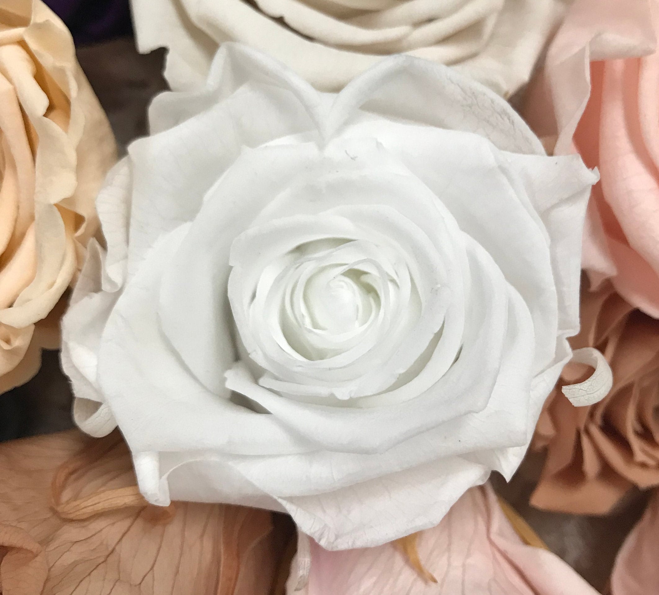 Stabilisierte Rosen I Haltbare Blumen I Preserving Roses I Infinity Roses - in 7 Farben, in 7 colours, Trockenblumen I Dried flowers