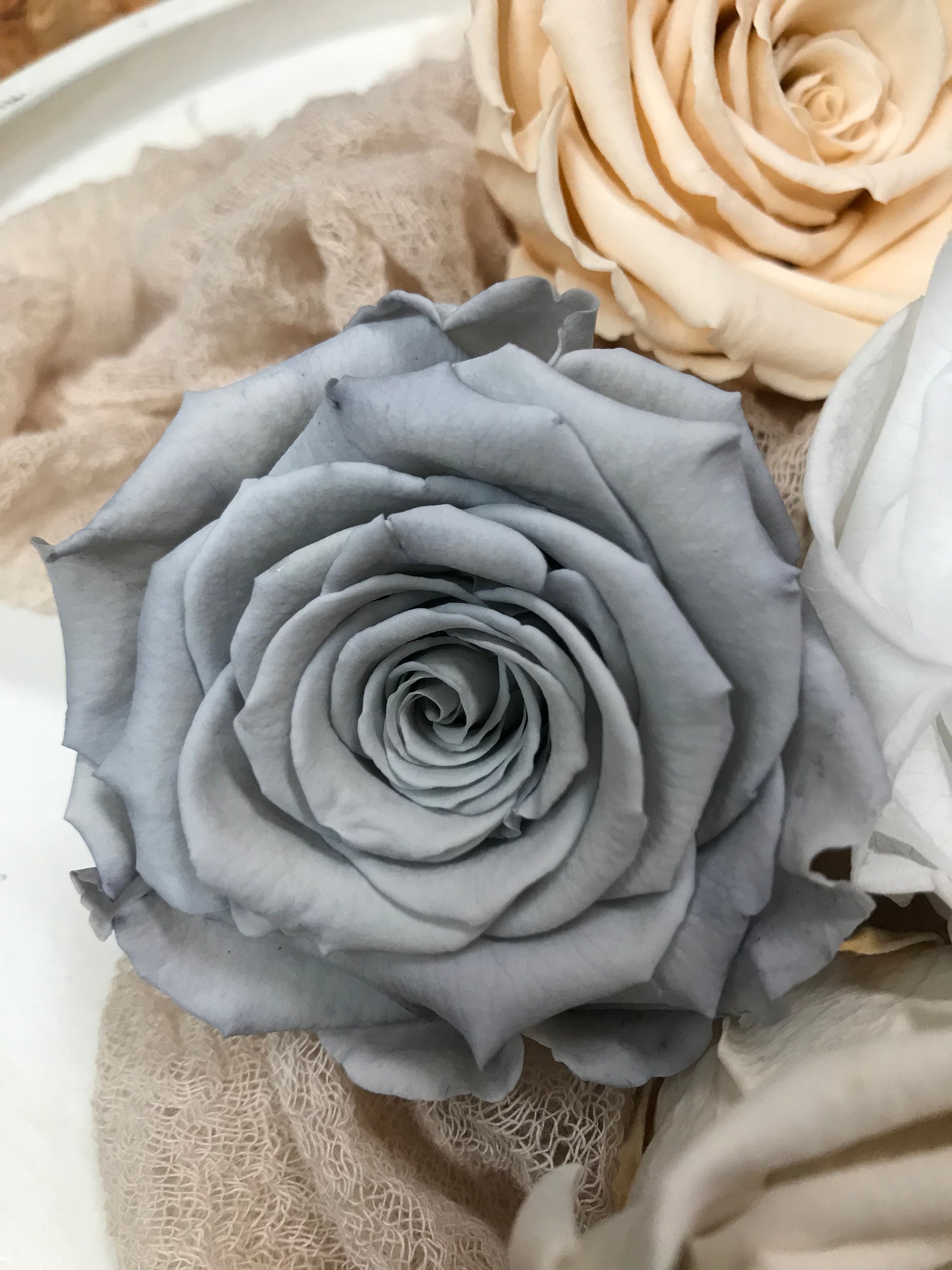 Stabilisierte Rosen I Haltbare Blumen I Preserving Roses I Infinity Roses - in 7 Farben, in 7 colours, Trockenblumen I Dried flowers