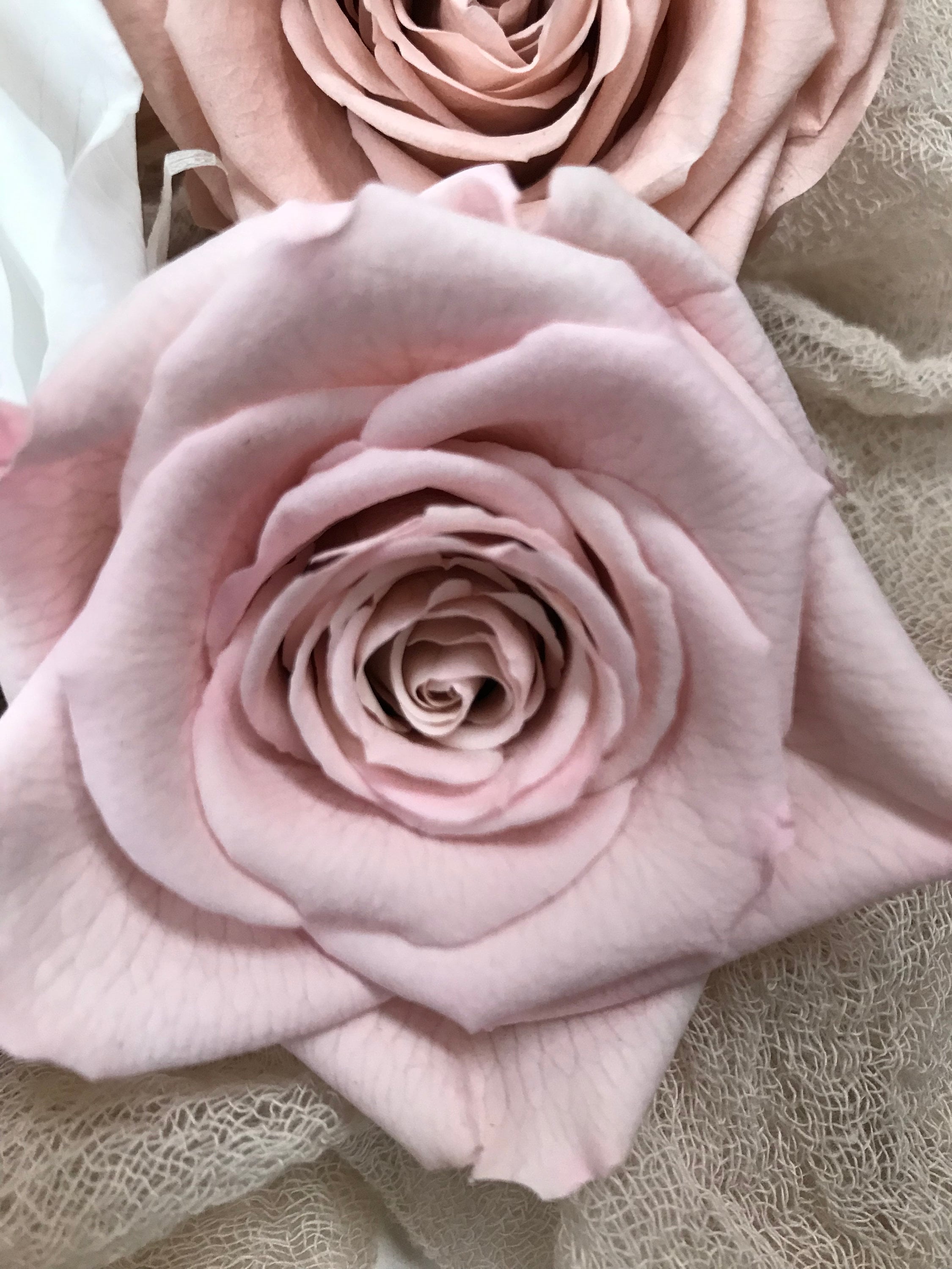 Stabilisierte Rosen I Haltbare Blumen I Preserving Roses I Infinity Roses - in 7 Farben, in 7 colours, Trockenblumen I Dried flowers