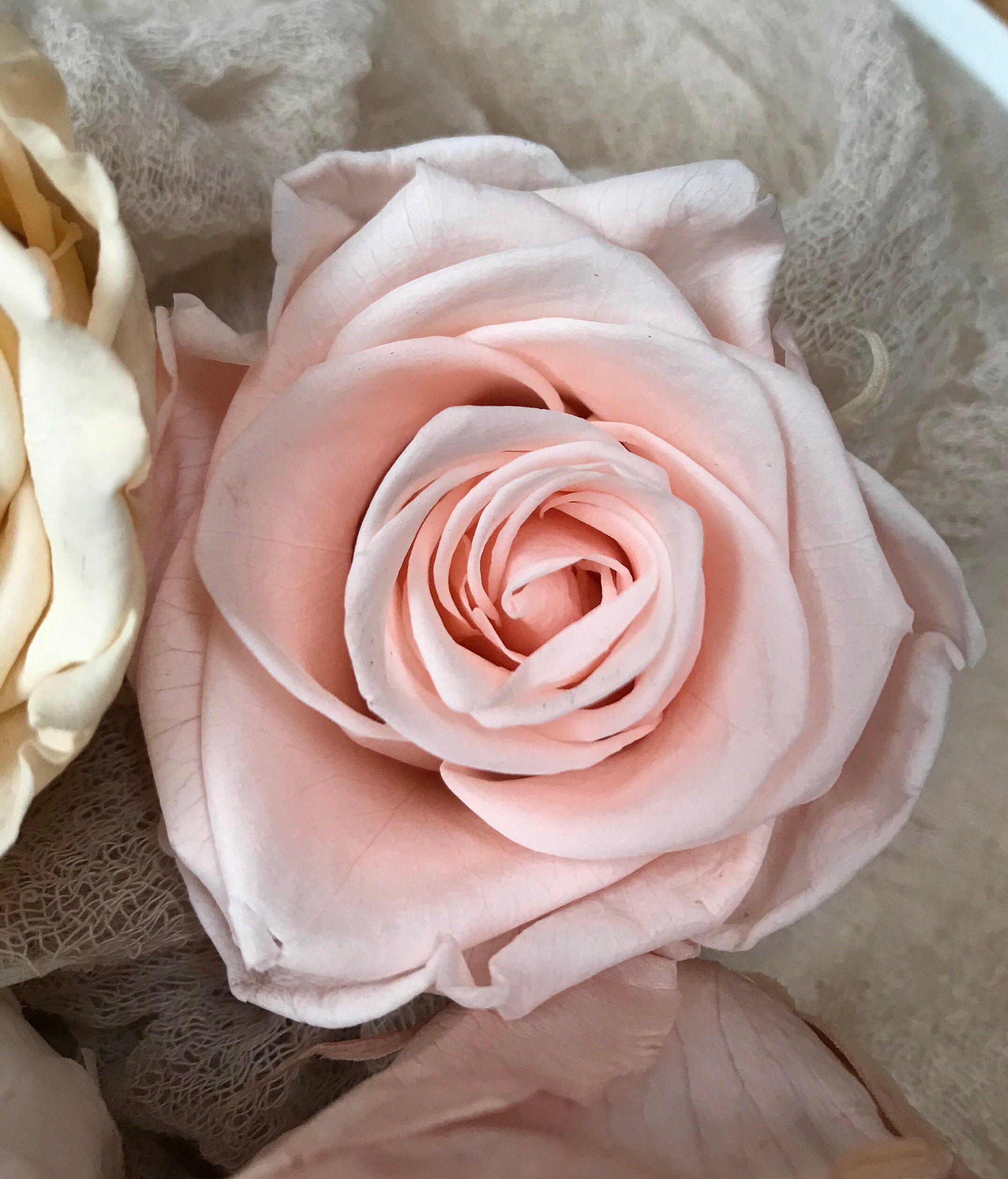 Stabilisierte Rosen I Haltbare Blumen I Preserving Roses I Infinity Roses - in 7 Farben, in 7 colours, Trockenblumen I Dried flowers