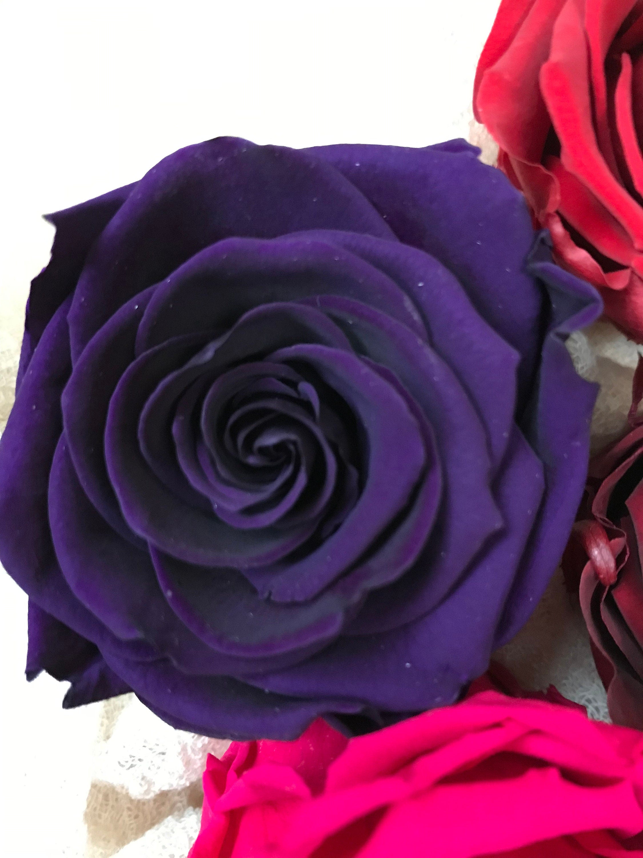 Stabilisierte Rosen | Preserving roses | Infinity Roses | haltbare Rosen