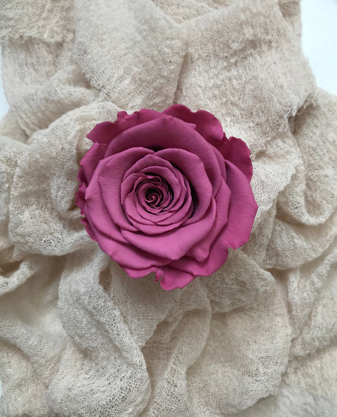 Stabilisierte Rosen, haltbare Rose, Infinity Rose, Preserving Rose