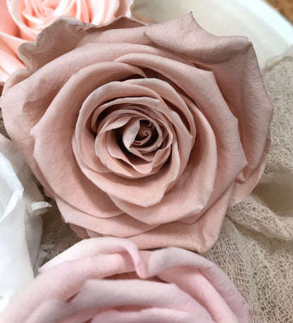 Stabilisierte Rosen I Haltbare Blumen I Preserving Roses I Infinity Roses - in 7 Farben, in 7 colours, Trockenblumen I Dried flowers
