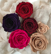 Stabilisierte Rosen | Preserving roses | Infinity Roses | haltbare Rosen