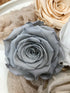 Stabilisierte Rosen I Haltbare Blumen I Preserving Roses I Infinity Roses - in 7 Farben, in 7 colours, Trockenblumen I Dried flowers